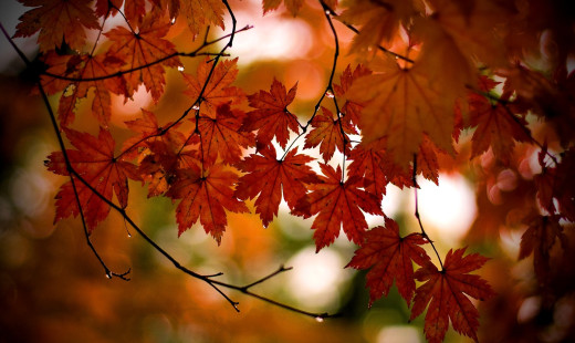 �1758160 �������(a): ����������:1920x1142